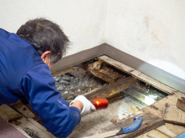 Best Residential Mold Remediation in Moriarty, NM