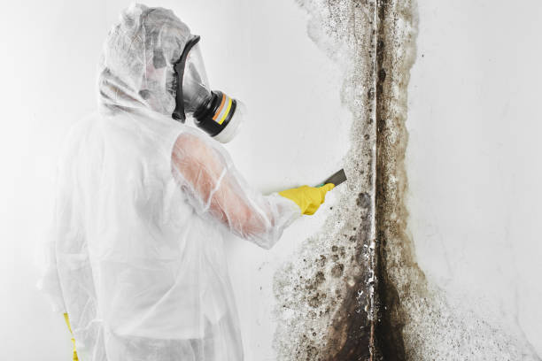 Best Black Mold Remediation in Moriarty, NM