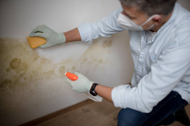 Best Residential Mold Remediation in Moriarty, NM