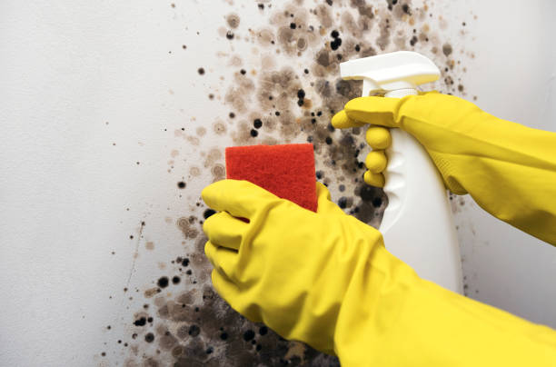 Best Basement Mold Remediation in Moriarty, NM