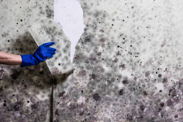 Best Bathroom Mold Remediation in Moriarty, NM