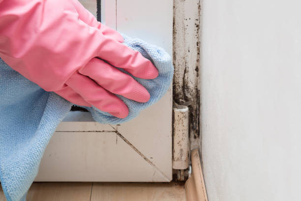 Best Mold Testing and Inspection Services in Moriarty, NM