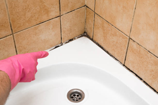 Best White Mold Remediation in Moriarty, NM